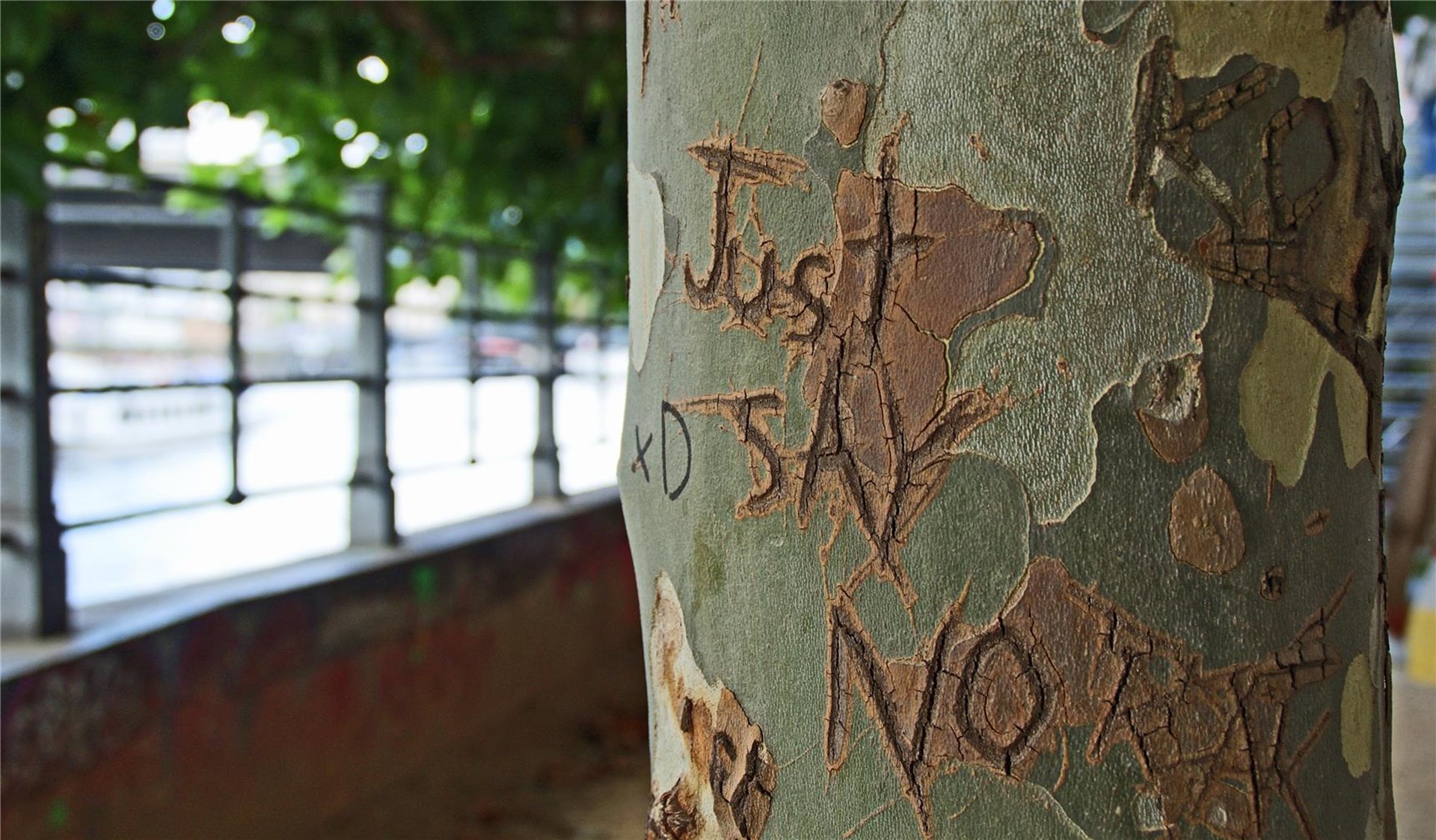 Man sieht eine Baumrinde auf der steht just say no